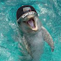 Content Dolphin