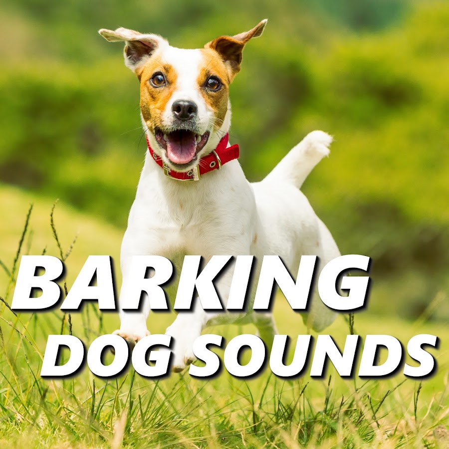 Barking sound. Barking Sounds. Dog Sound.