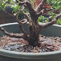 Bonsai Naihita