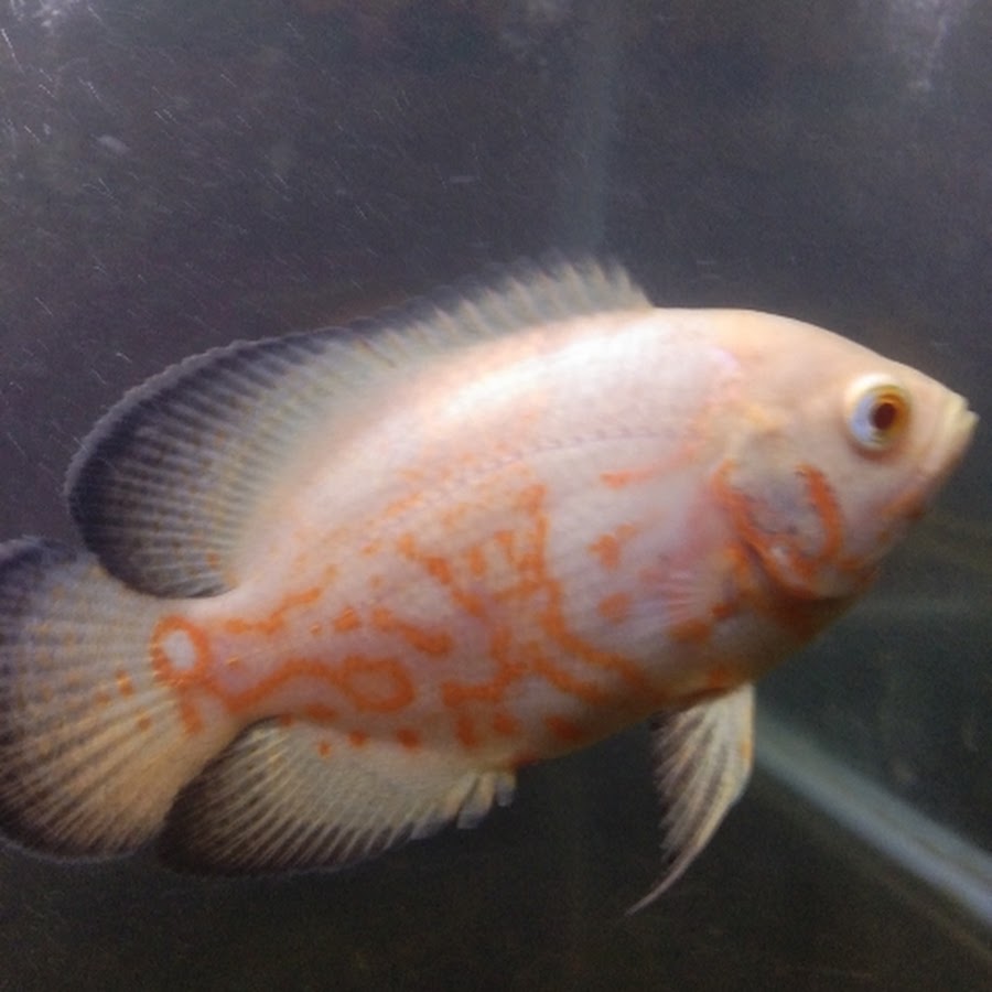 Vikri Aquatic 🐟 - YouTube Vikri Aquatic 🐟
