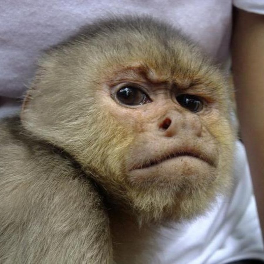 Сколько живут обезьяны в домашних. Капуцин обезьяна. Маленькая обезьянка капуцин. Капуцин это примат. Капуцин обезьяна домашняя.