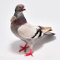 SKR 1 PIGEON