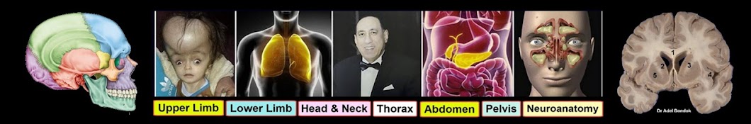 Dr Adel Bondok Anatomy Channel Banner