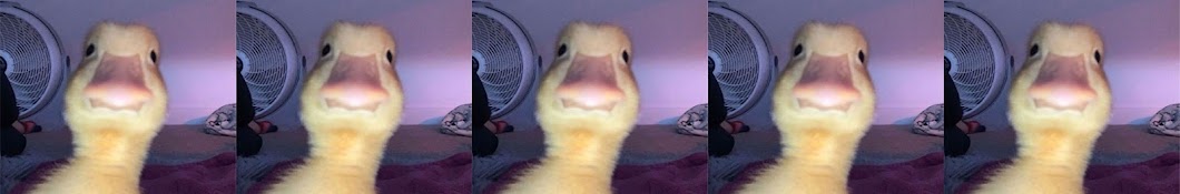 ChuckleDuck