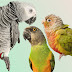 Sophie’s Parrots