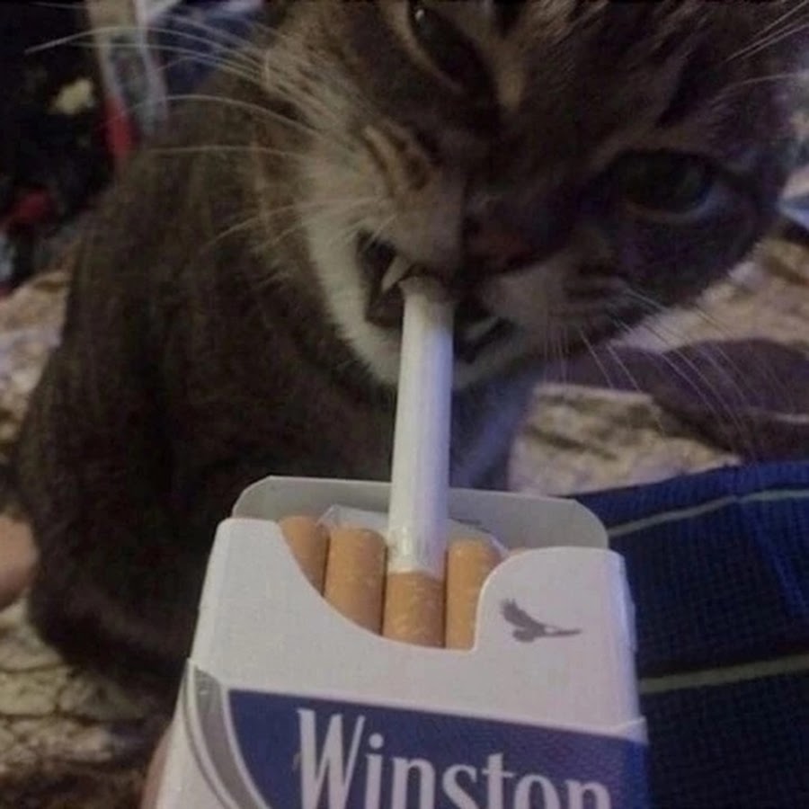 Коты с сигаретой