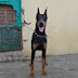 European doberman dog Rajasthan 