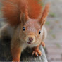 Cologne Squirrels