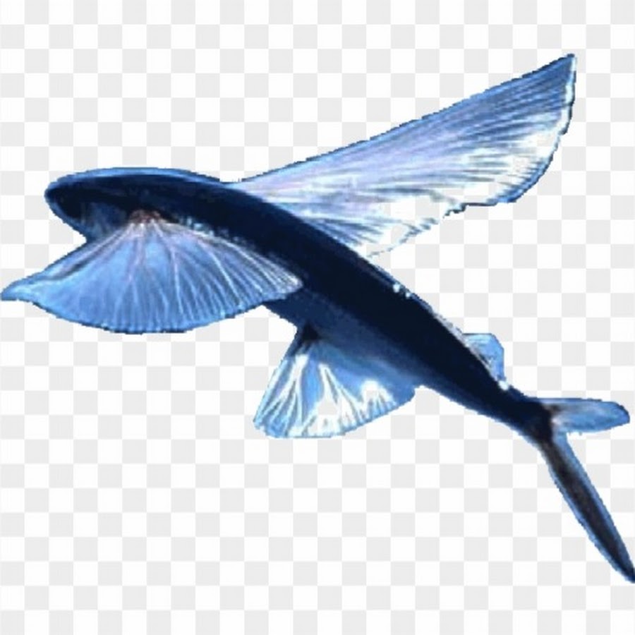 Крылья летучей рыбы. Летучая рыба биплан. Летающая рыба. Летающие рыбы на прозрачном фоне. Летучая рыба на прозрачном фоне.