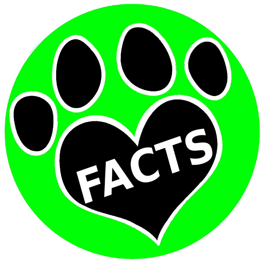 Animal Facts - YouTube