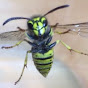 Green Wasp Removal