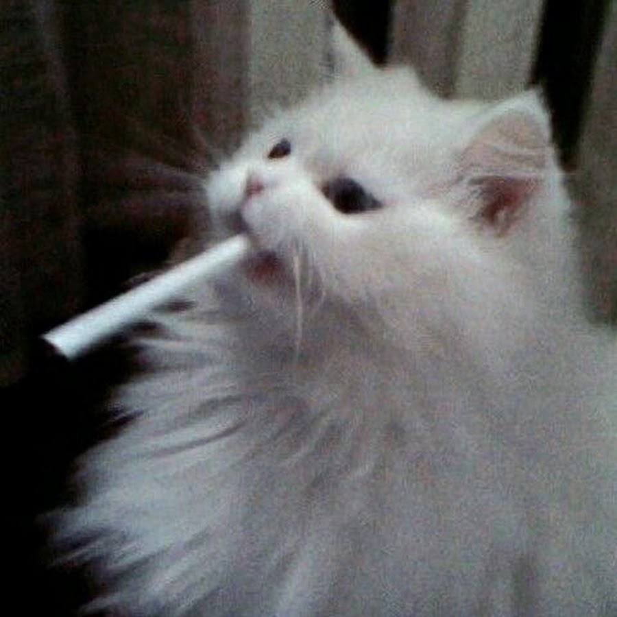 Белый кот курит