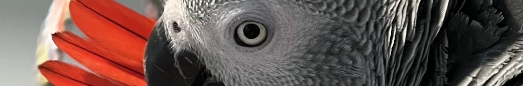 Symon the African Grey Parrot