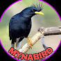 MYNA BIRD 