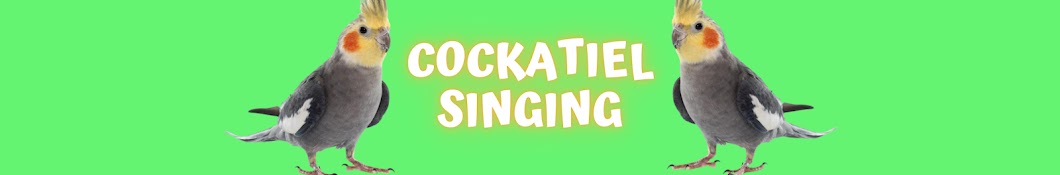 cockatiel singing