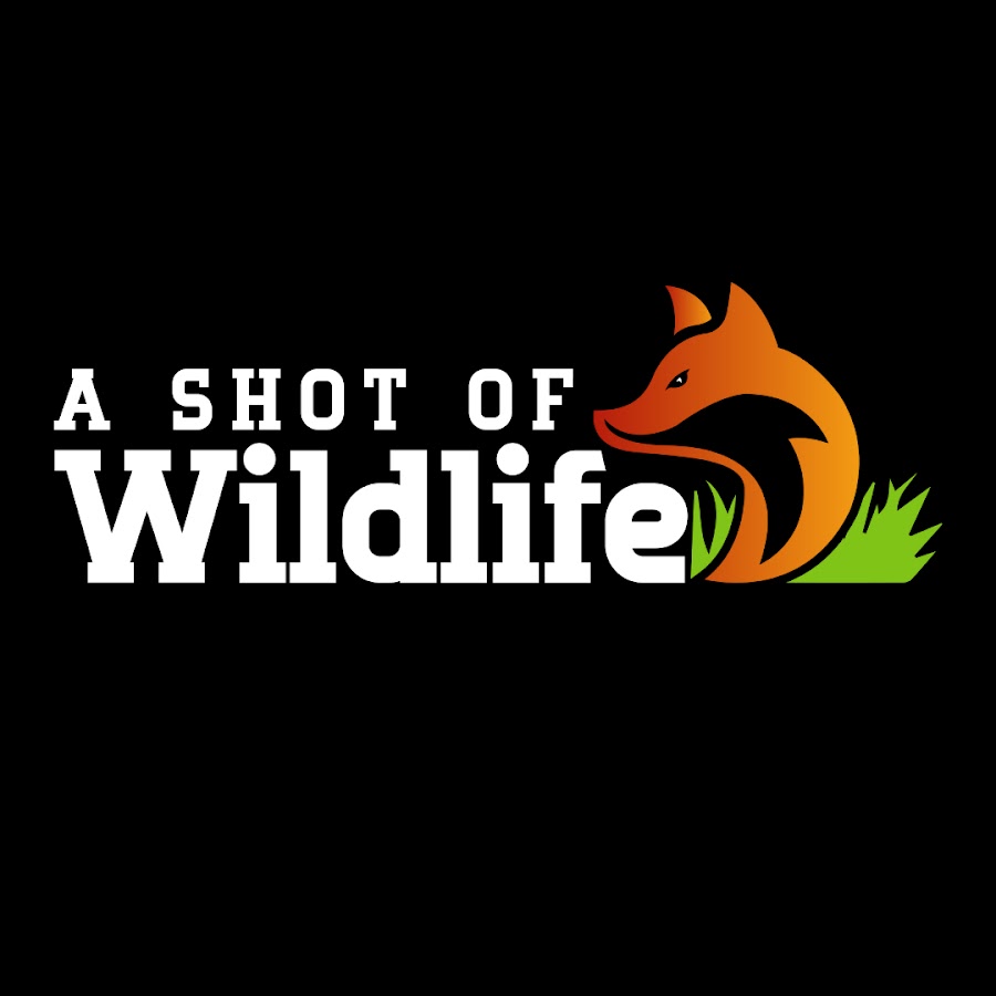 A Shot Of Wildlife @ashotofwildlife