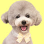 Toy Poodle's Torte channel