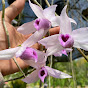 Sira Orchid Channel