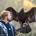 logo Falconry Ben Woodruff