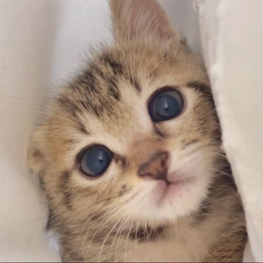 Ochineko Ame-chan(落ち猫あめちゃん） - YouTube