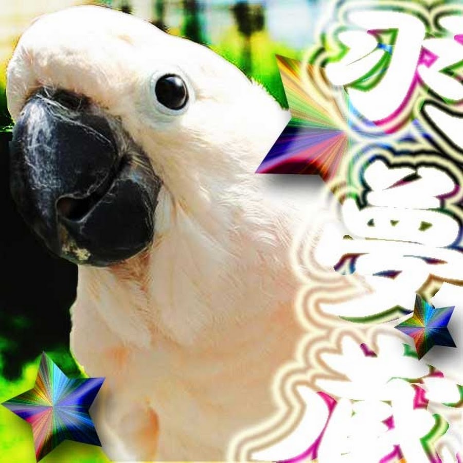 はむぞうちゃんねる-Moluccan Cockatoo- - YouTube